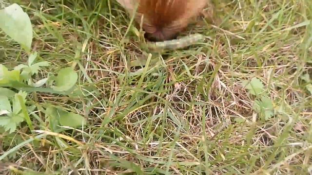 МОЙ БРАТ СЪЕЛ ГУСЕНИЦУ [ Мистер Сосиска смотреть онлайн