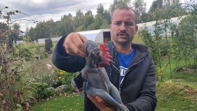Мясо от китайских кур.черное.Часть 1. смотреть онлайн