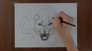 Ягуар как нарисовать / How to Draw a Jaguar / Pencil drawing