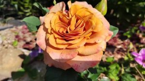 Роза Symbol/Симбол