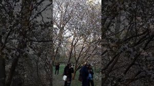 Японский сад. Москва.