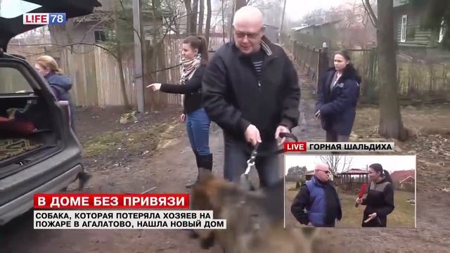 Пес Граф, потерявший хозяев на пожаре, нашел новый дом смотреть онлайн