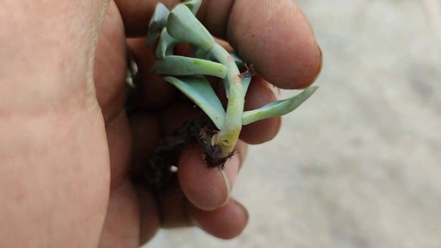 Update 2022 | Echeveria Gibbiflora Var. Metallica | Grow And Care Tips | Gray Succulent Flowers