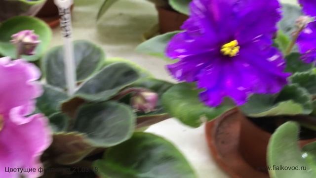 Фиалки, продающиеся 21.03.18 в магазине "Фиалковод" у м. "Отрадное" смотреть онлайн