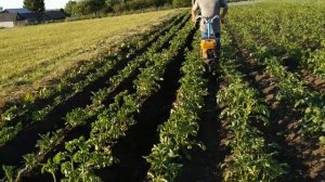 ОКУЧИВАНИЕ КАРТОШКИ НА МОТОБЛОКЕ НЕВА МБ-23 С ПРИМЕНЕНИЕМ СТАНДАРТНЫХ ФРЕЗ И ОДНОРЯДНЫМ ОКУЧНИКОМ