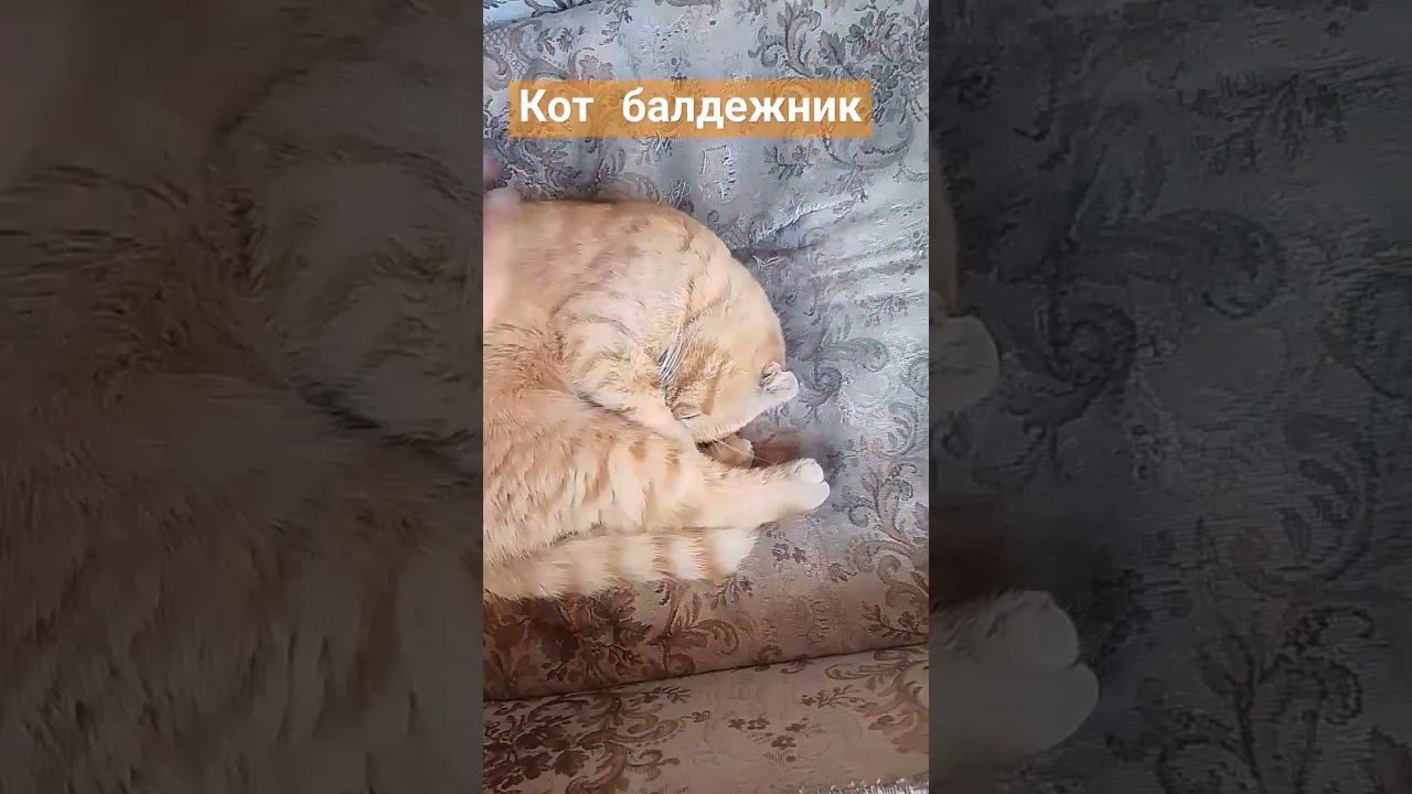 Кот балдежник смотреть онлайн