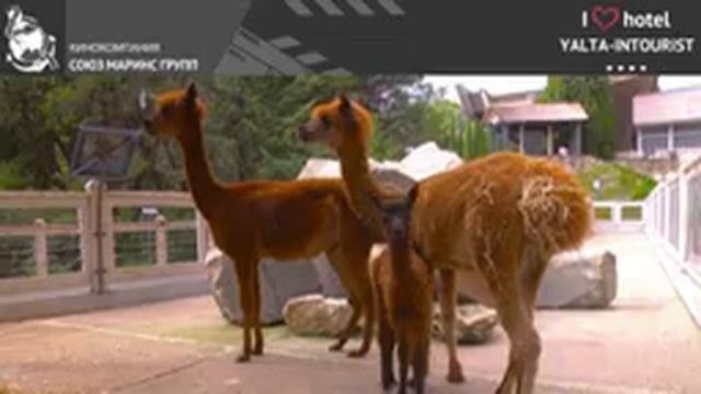 Актриса Екатерина Волкова рассказала, почему в отеле «Ялта - Интурист» все комфортно и удобно смотреть онлайн