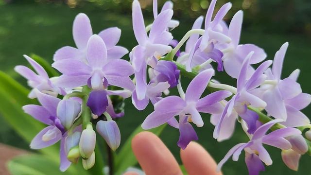 Sophie's Garden 易花多花的蝴蝶兰蓝星 Phal. Summer Rose Blue Star