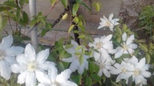 Клематисы-сорта с названием , особенности обрезки???; группа обрезки неизвестна, что делать ???