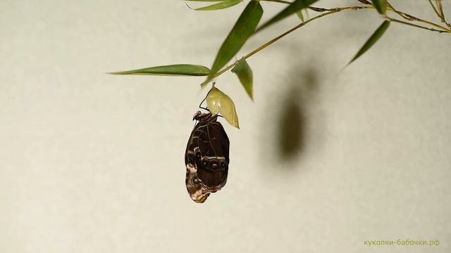 Вылупление бабочки Голубая Морфа из куколки смотреть онлайн