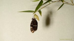 Вылупление бабочки Голубая Морфа из куколки