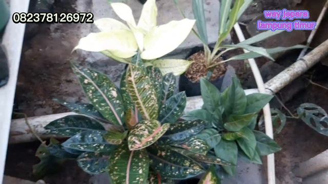 SALE‼️AGLONEMA LOKAL MURAH HARGA KAKI LIMA GRATIS ONGKIR смотреть онлайн