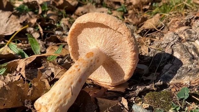 Spannende Funde im Oktober | Ein Milchling ohne Lamellen? | Pilze im Oktober | 09.10.2023 смотреть онлайн