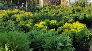 разновидности туя Тини Тим .туя  Хозори. туя Даника. туя Литол гигант .карликовый шаровидный туй .