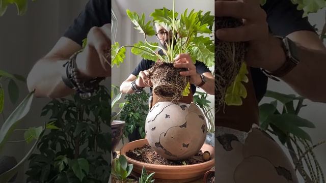 planting philodendron xanadu into a giant sphere! смотреть онлайн