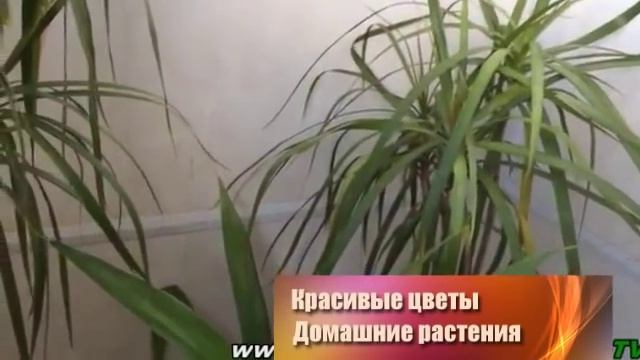 Драцена. Уход за драценой. Все о цветке ДРАЦЕНА
