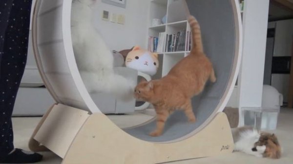 Run LuLu Run! Extreme Cat Wheel Workout! | Kittisaurus