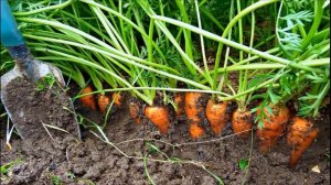 Правильная посадка моркови весной