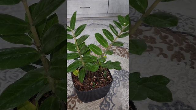 N⁰-194.Замиакулкас гулимдаги узгаришлар... смотреть онлайн