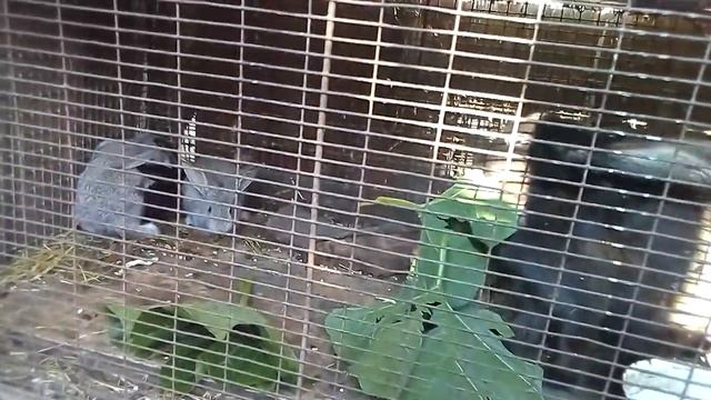 ?Кормление кроликов ботвой и листьями Потисонов,Тыкв и Кобачков//Жизнь в деревне!!!