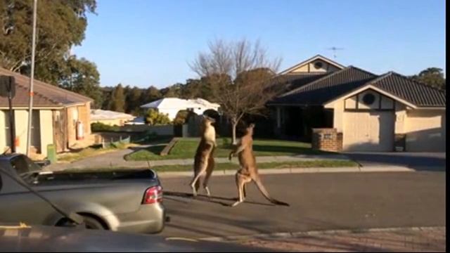 Кенгуру,кенгуру и собаки, кенгуру и кот, кенгуру - бой на равных смотреть онлайн