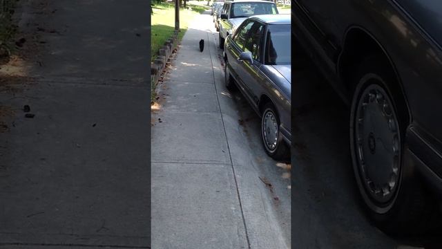 Встретил кота на улице / I met a cat on the street смотреть онлайн