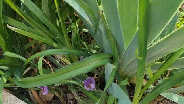 autumn harvest in my garden - pomegranate, wild mushrooms, olives and saffron смотреть онлайн