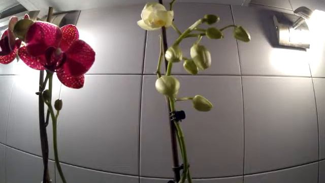 Орхидея. Timelapse смотреть онлайн