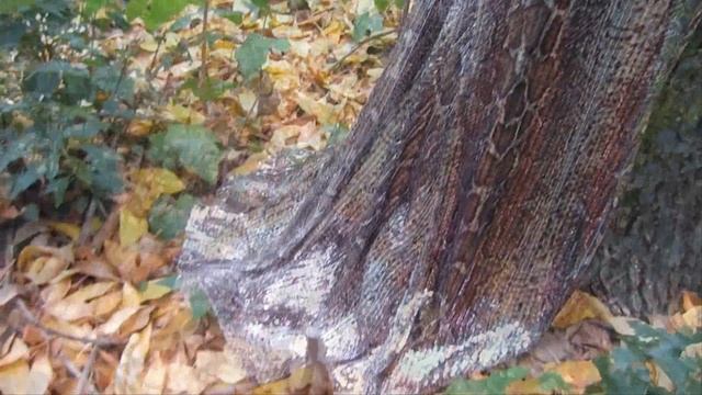 Дизайнер Юнона Церера. Платье "Змея" смотреть онлайн