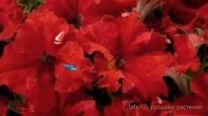 Петуния грандифлора Аладдин Ред (aladdin red) ? обзор: как сажать, семена петунии Аладдин Ред