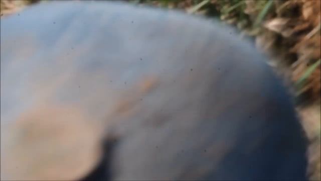 Поиск клада. Поиск артефактов на опушке леса !!! смотреть онлайн