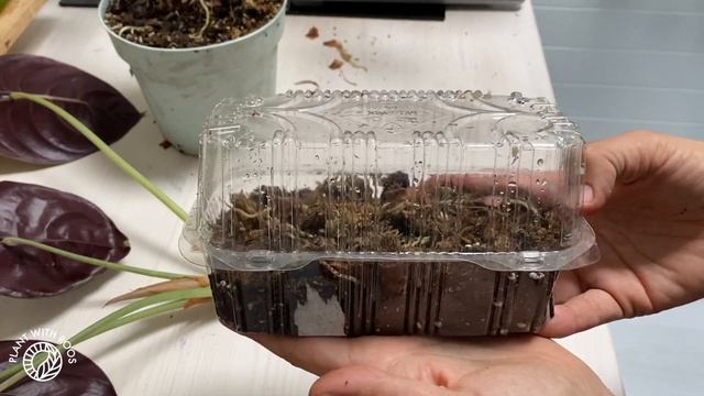 Stem propagating Alocasia? With updates | Plant with Roos смотреть онлайн