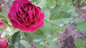 РОЗА ЭББ ТАЙД (Ebb Tide) съёмка вечером 14 августа 2023 года. УКРАИНА 🇺🇦