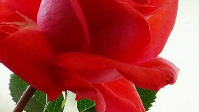 С Юбилеем /60лет/С Днём Рождения смотреть онлайн