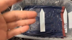 Астры. Как я проращиваю семена астр.