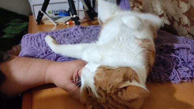 Не жизнь, а малина?//Бася смотреть онлайн