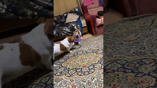 Играем с братом #джекрасселтерьер #другчеловека #топ смотреть онлайн