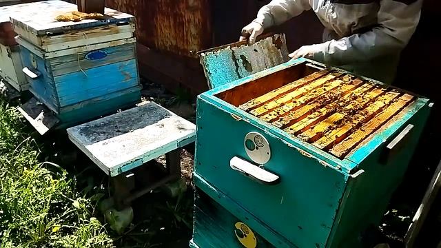 Постановка вторых корпусов на дачной пасеке. смотреть онлайн