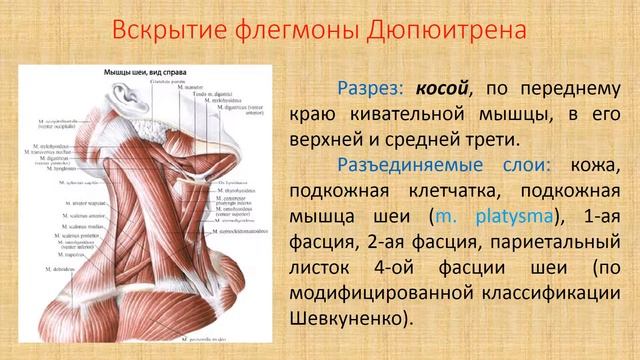 Флегмоны шеи смотреть онлайн
