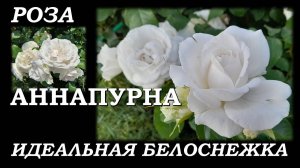 Роза АннаПурна. Идеальная белоснежка