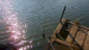 Карповая рыбалка. Фидер метод против карповки