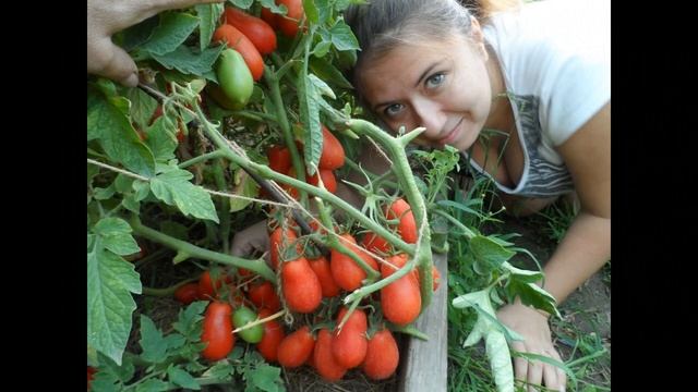 Помидоры прикол частушка смотреть онлайн