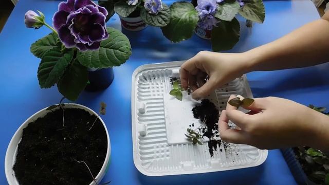 БАЗИЛИК ВЫРАЩИВАНИЕ НА ЗЕЛЕНЬ ЗИМОЙ В ДОМАШНИХ УСЛОВИЯХ ! смотреть онлайн