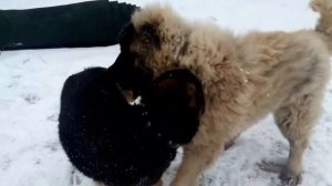 Только от жизни собачей- собака бывает кусачей