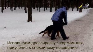 НЕМЕЦКАЯ ОВЧАРКА - мифы и реальность, внутривидовая социализация щенка (часть 3)