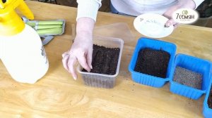 САЖАЕМ ТОМАТЫ ВМЕСТЕ С ЛАРИСОЙ ЗАРУБИНОЙ / 7 семян