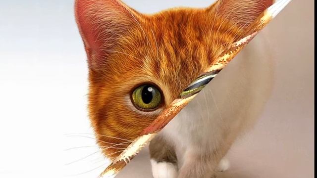 Корма для кошек феликс оптом смотреть онлайн