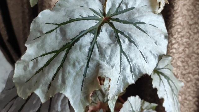 Бегонии и другие смотреть онлайн