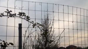 ОПОРЫ для КЛЕМАТИСОВ с моем саду