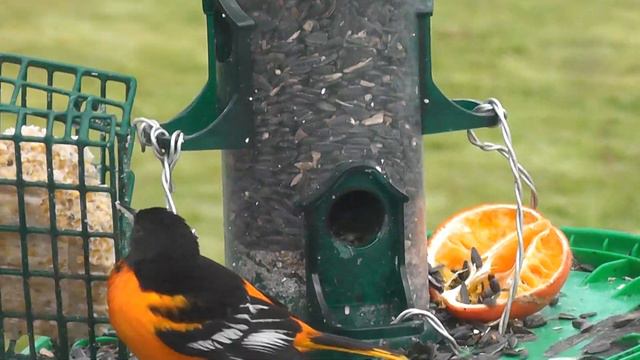 Baltimore oriole /, Балтиморская иволга смотреть онлайн